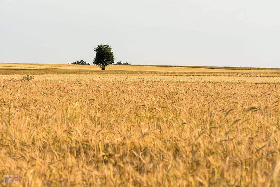 Pola za lasem w drodze powrotnej z Cykarzewa - Mykanów