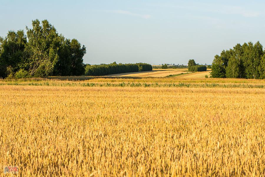 Pola za lasem w drodze powrotnej z Cykarzewa - Mykanów