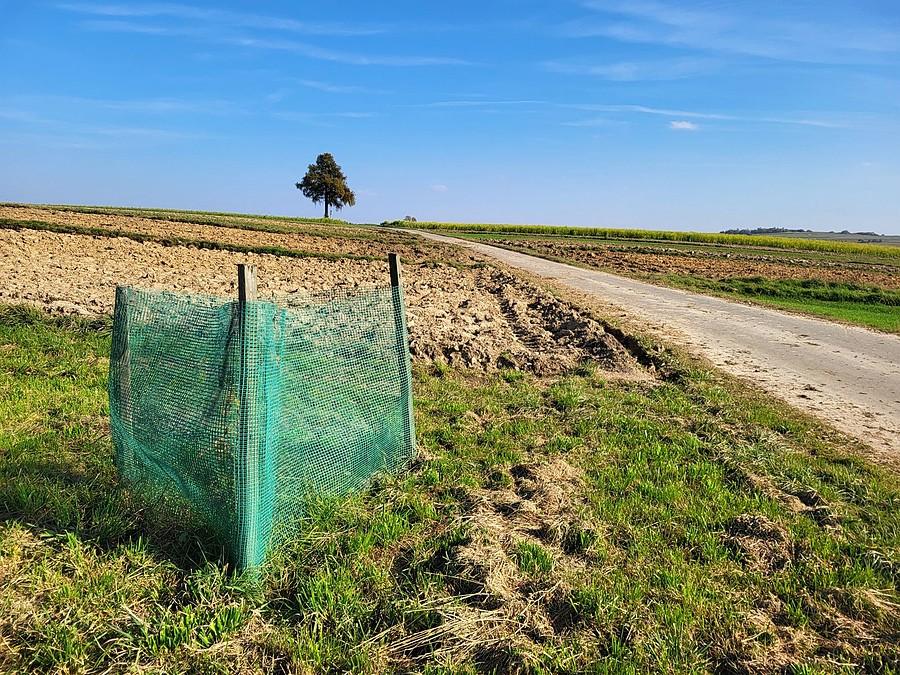 Czyżby nowe drzewko przy białej drodze?