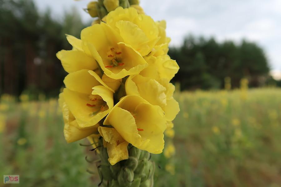 Kwitną dziewanny przy drodze rowerowej