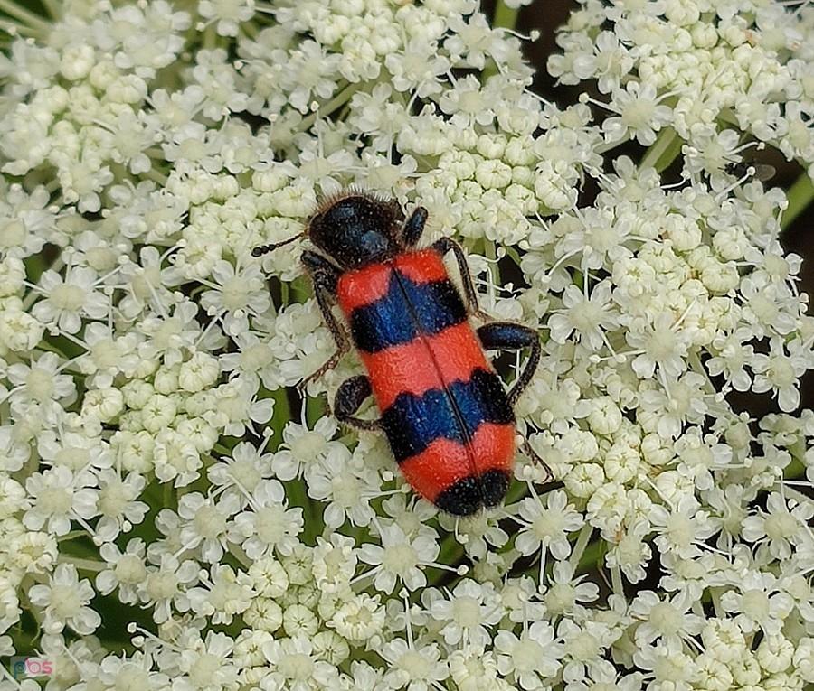 Barciel pszczołowiec