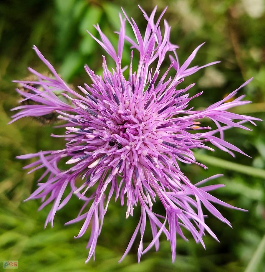 Chaber driakiewnik