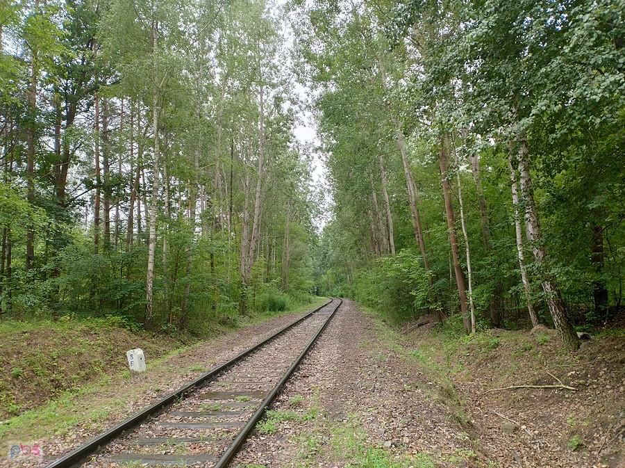 Tor przez las