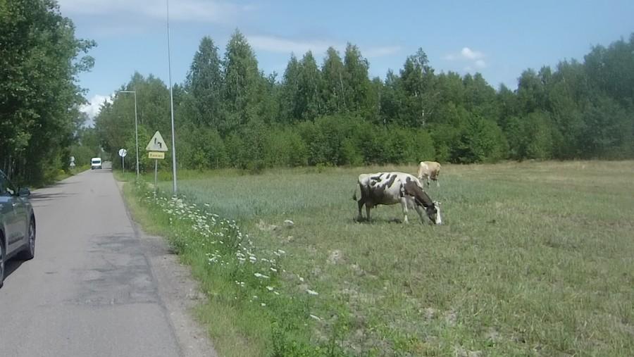 Krówki w puszczy