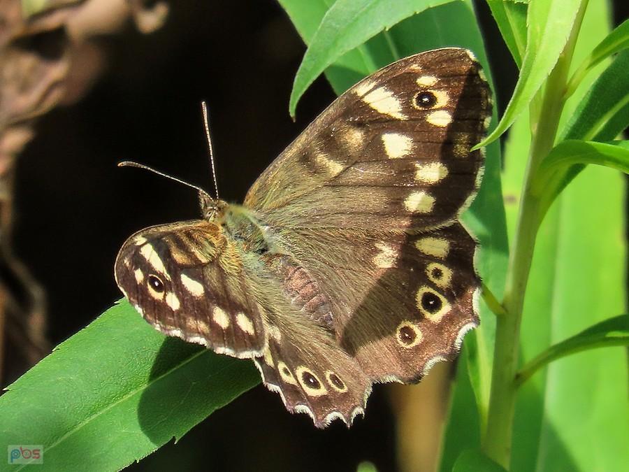 Osadnik egeria