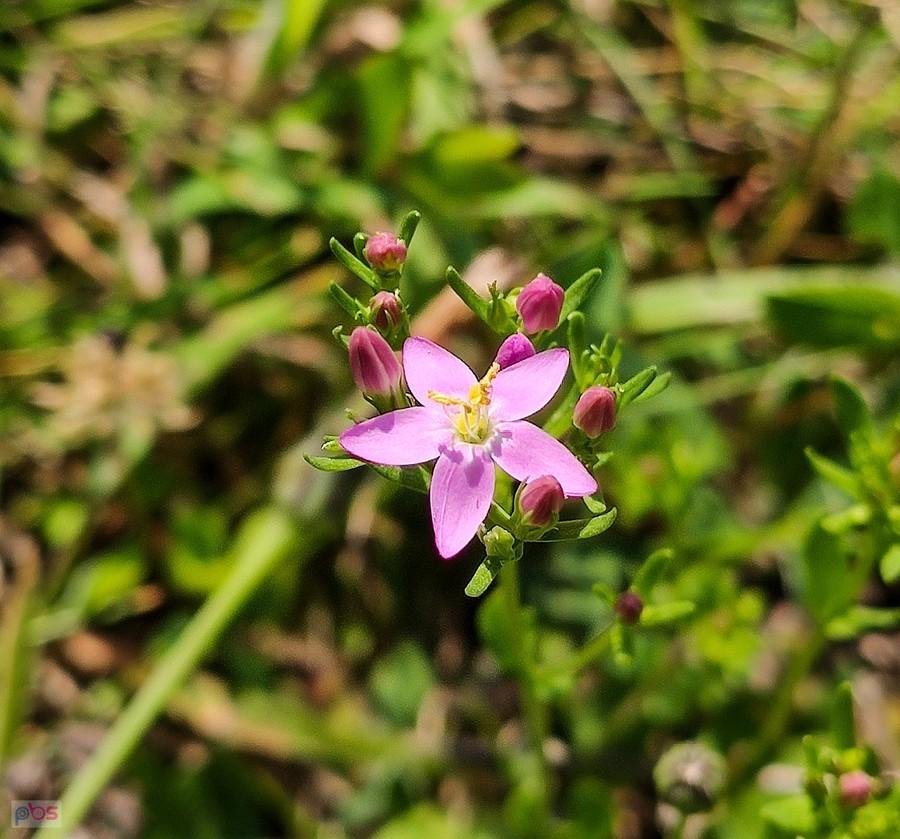 Centuria pospolita