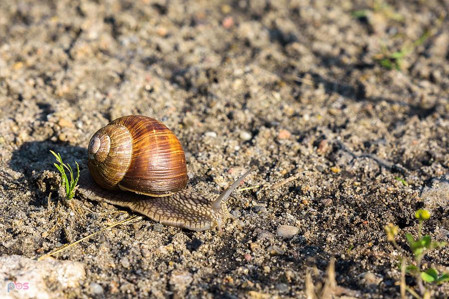 Jeden z winniczków na drodze przy torach kolejowych