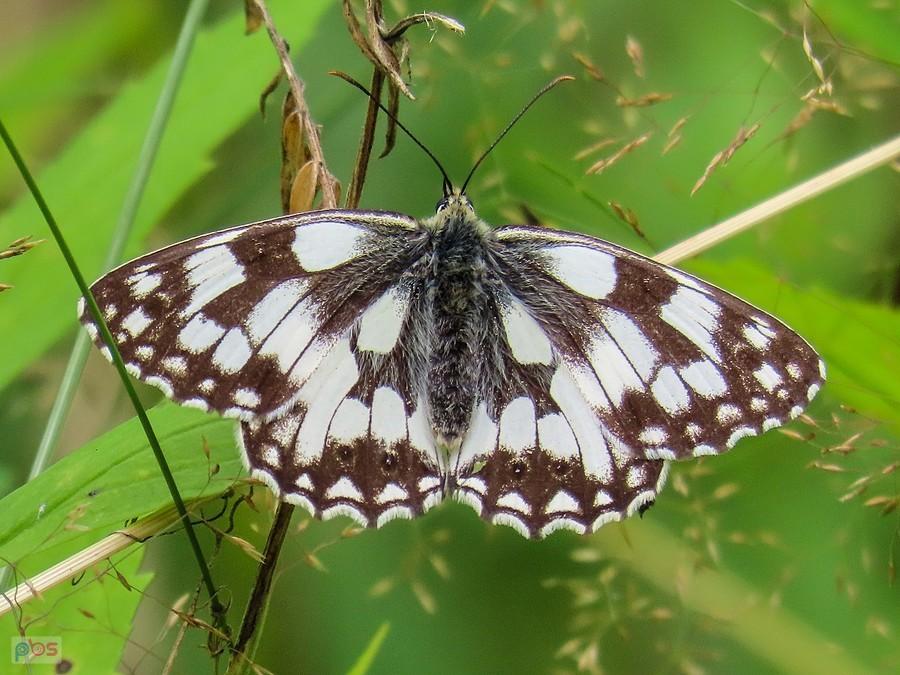 Szachownice przysiadają na dłużej, łatwo je fotografować