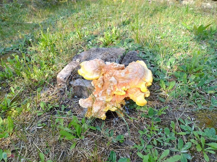 Młoda huba na pniu