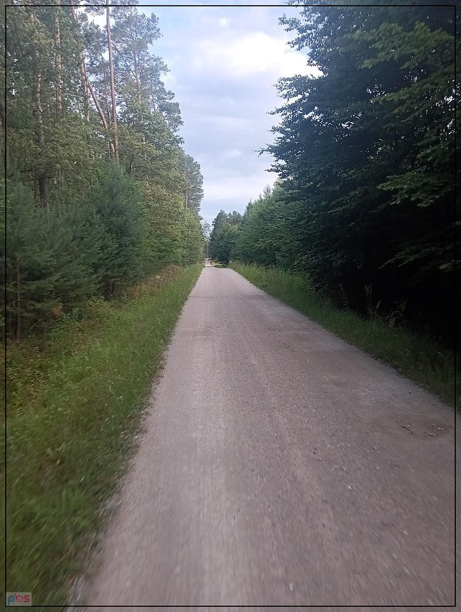 leśna droga