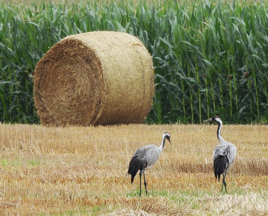 Duży balot i małe żurawie
