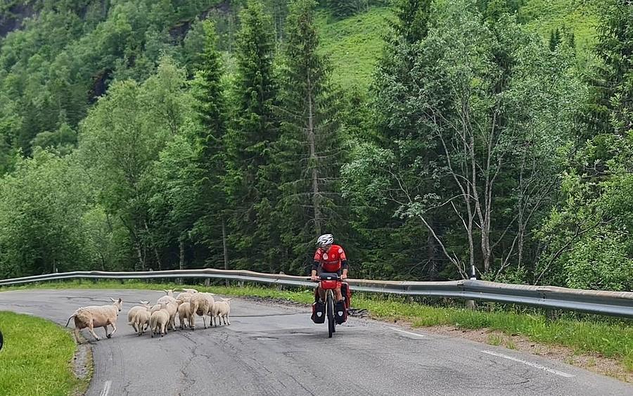 Takie sytuacje na norweskich drogach do normalka :)