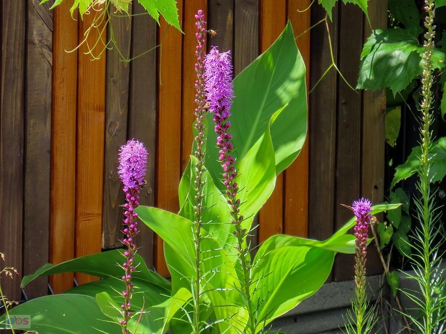 Liatra rozwija się od dołu