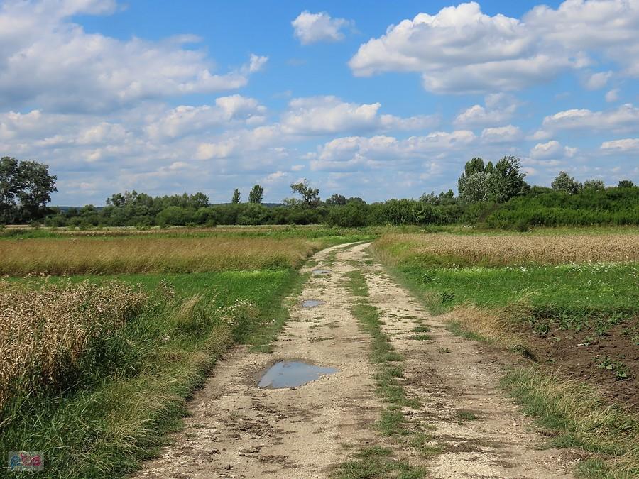 Nadwiślańskie łąki