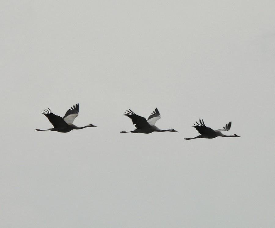 Żurawiowe trio
