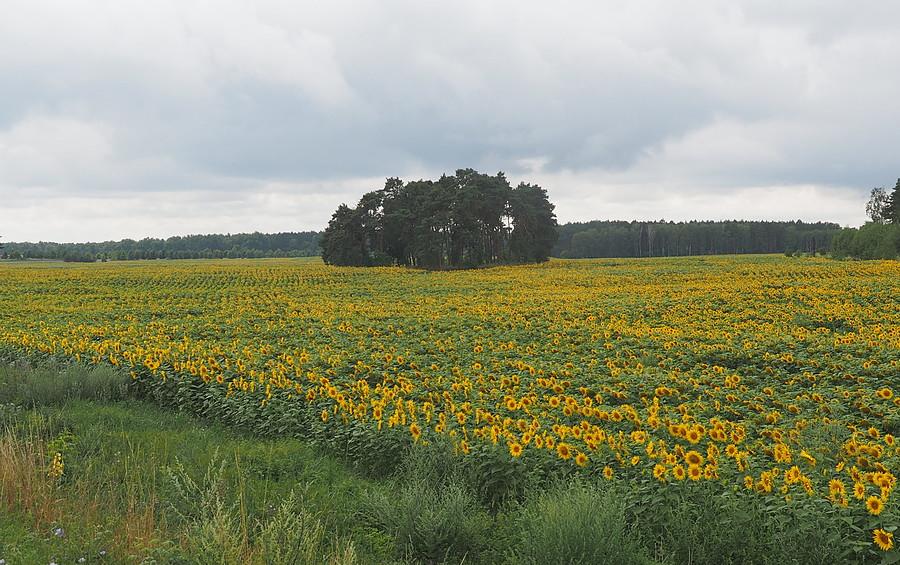 Słoneczniki