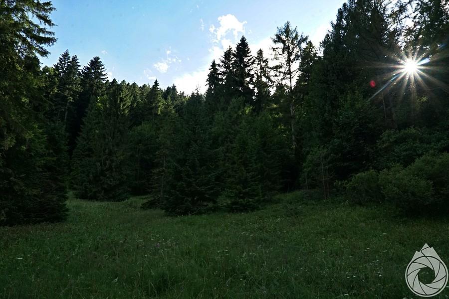 las pod przeł Glinne
