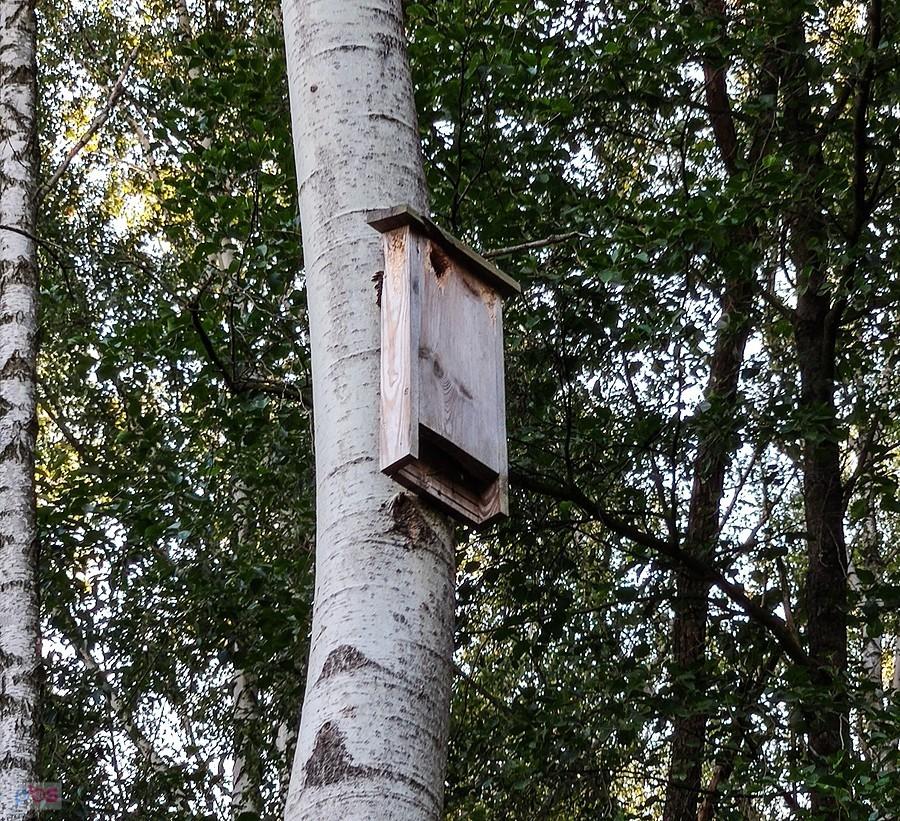 Wygląda na to, że dzięcioł zajął budką dla nietoperzy