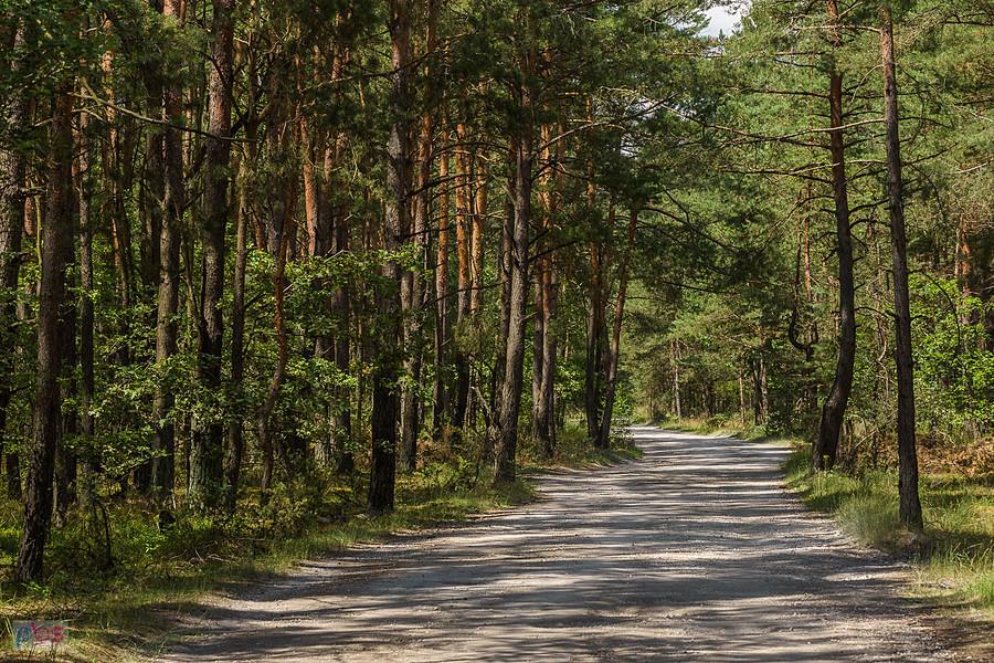 Leśna droga w okolicy Kuźnicy (gmina Nowa Brzeźnica)