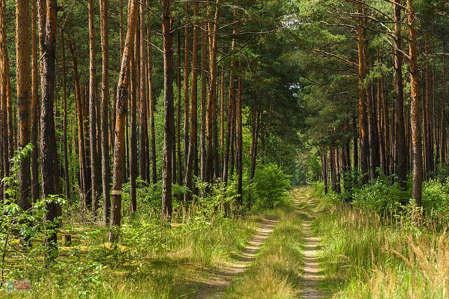 Trzebca (gmina Nowa Brzeźnica), jedna z prostopadłych dróg do mojej