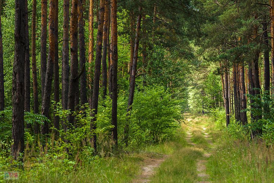 Trzebca (gmina Nowa Brzeźnica), jedna z prostopadłych dróg do mojej