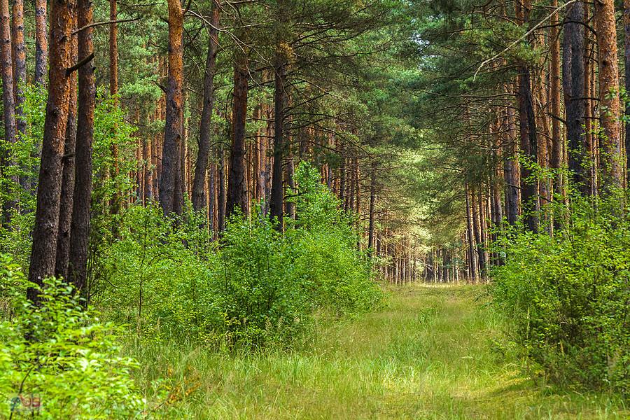 Trzebca (gmina Nowa Brzeźnica), jedna z prostopadłych dróg do mojej