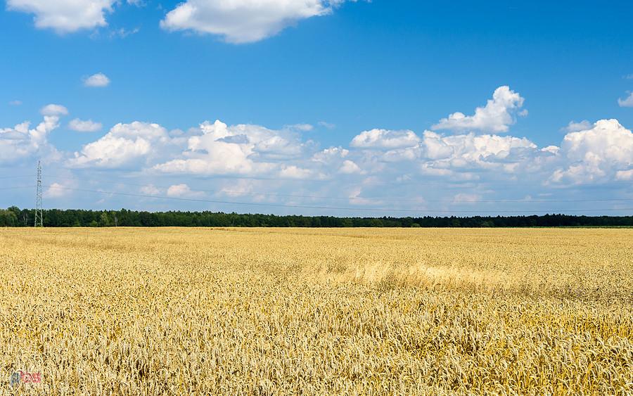 Ładzin