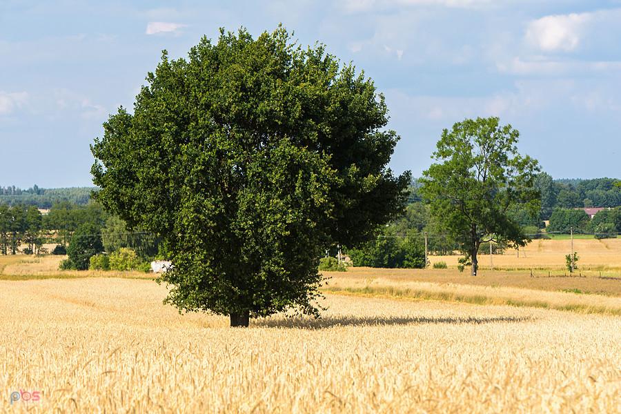 Widok z ul. Słonecznej w miejscowości Dworszowice Pakoszowe (gmina Sulmierzyce)