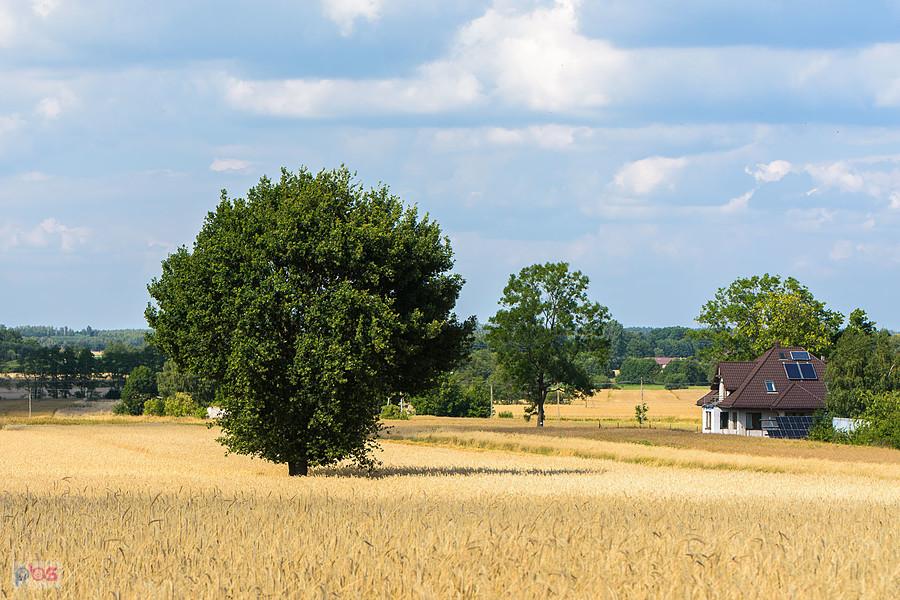 Widok z ul. Słonecznej w miejscowości Dworszowice Pakoszowe (gmina Sulmierzyce)