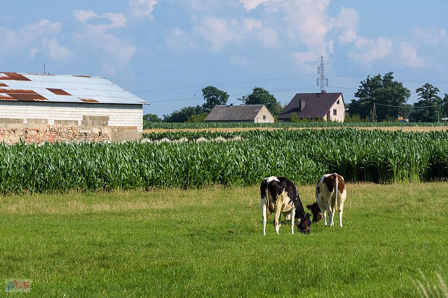 Tuchań i okoliczne krowy