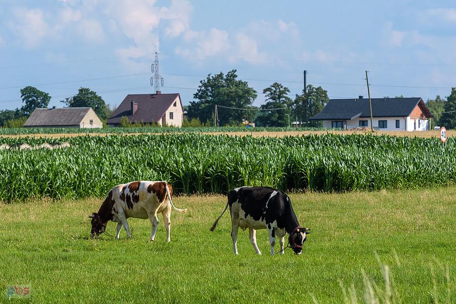 Tuchań
