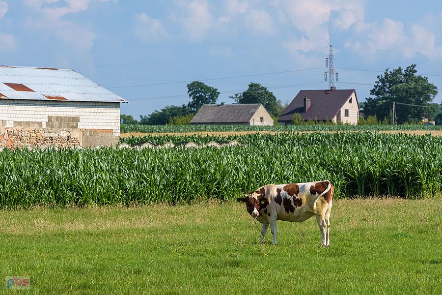 Tuchań