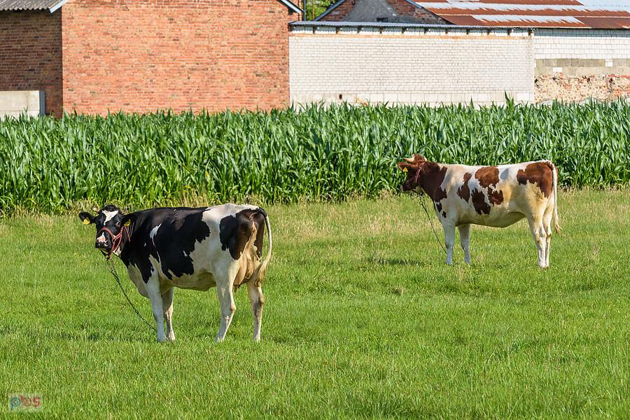 Tuchań - najpierw patrzy jedna