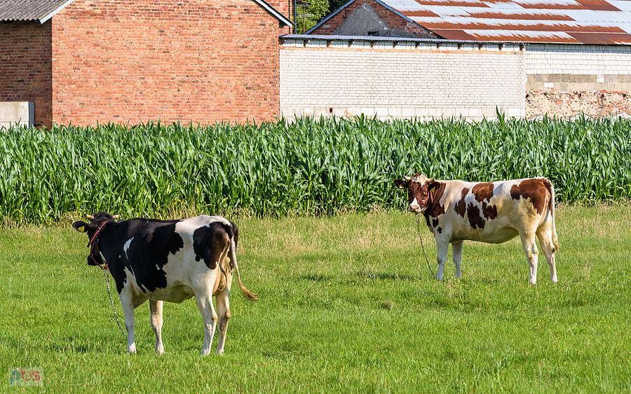 Tuchań - później patrzy druga, nie chciały się jednocześnie spojrzeć :)
