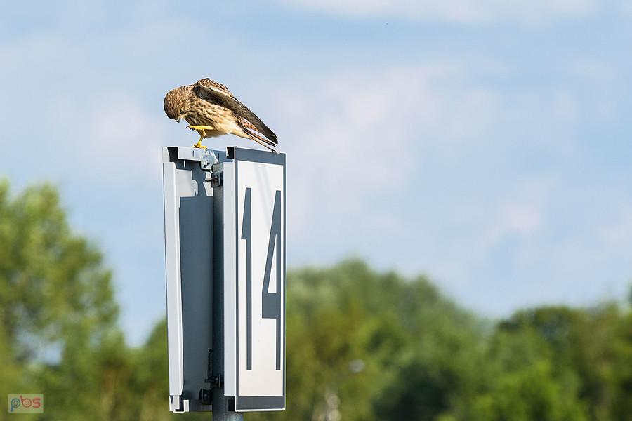 Pustułka na wskaźniku W 27a przy linii kolejowej D29-146 w Tuchaniu