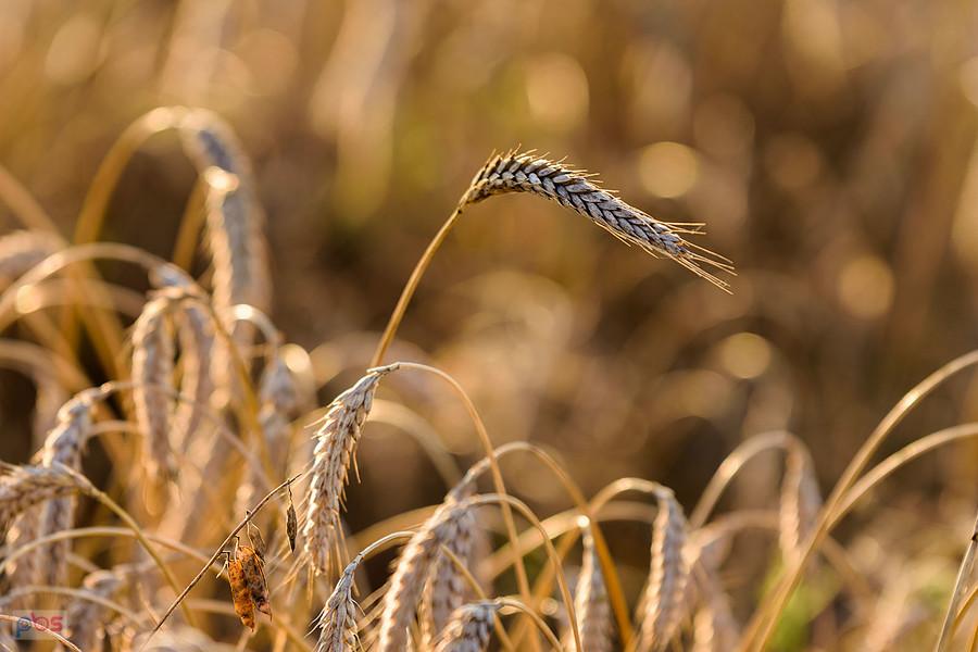 Zboże w popołudniowo-wieczornym słońcu - Tuchań
