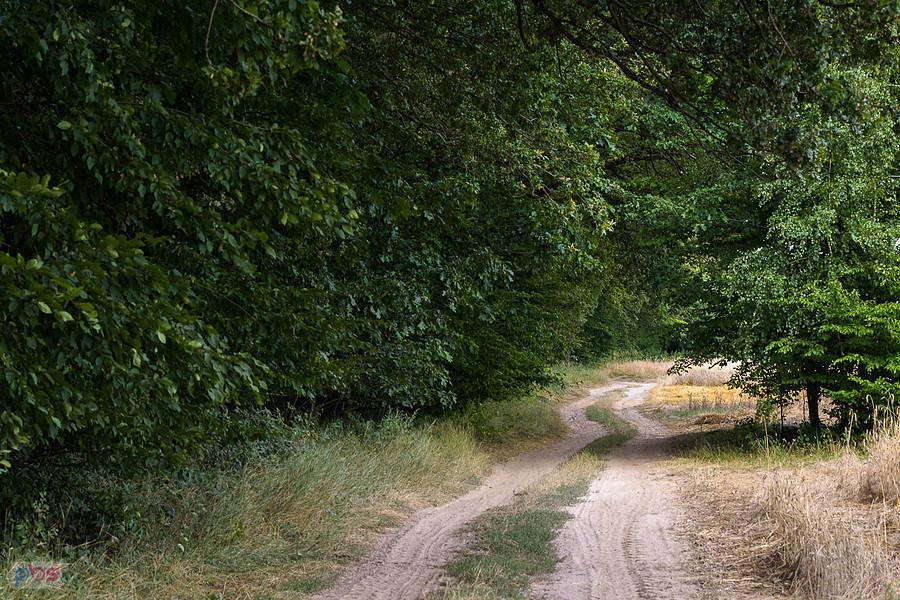 Leśna droga na pograniczu Starego Cykarzewa i Mykanowa