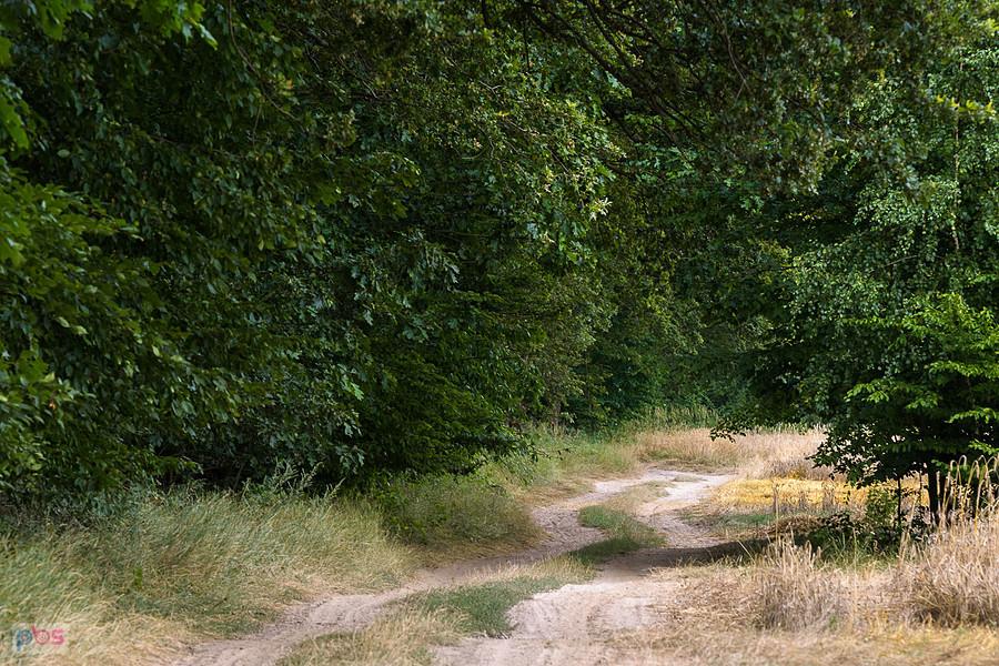 Leśna droga na pograniczu Starego Cykarzewa i Mykanowa