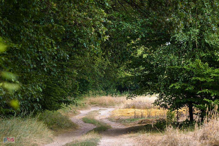 Leśna droga na pograniczu Starego Cykarzewa i Mykanowa