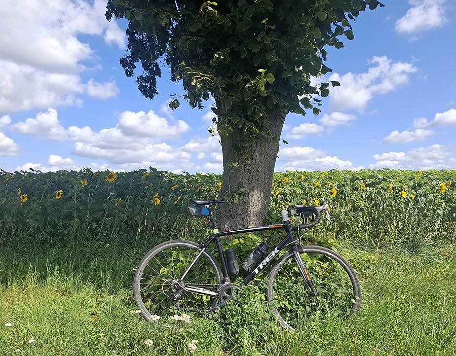 Rowerówka słonecznikowo-drzewna
