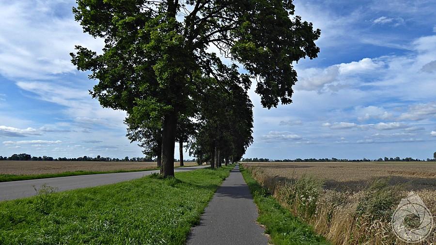 ścieżka rowerowa w głąb Żuław