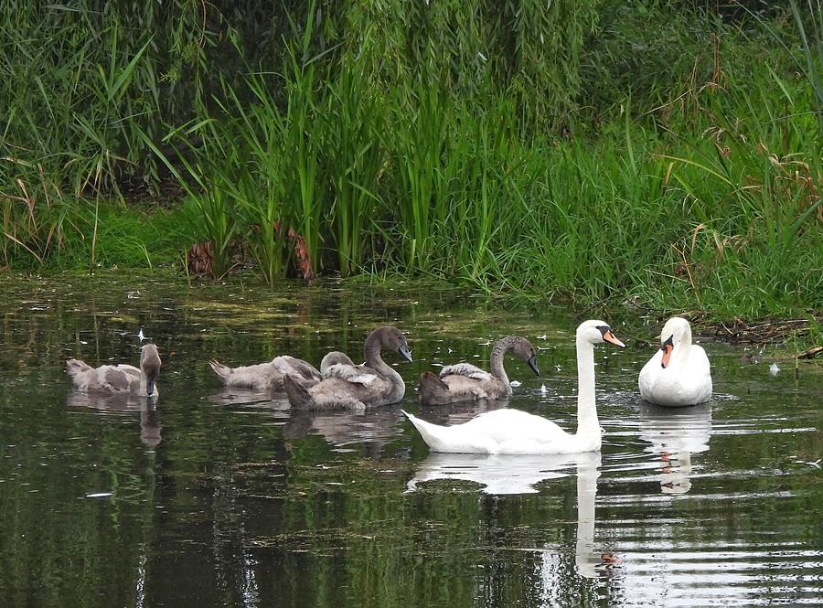 Stadko łabędzi z Rosnowa
