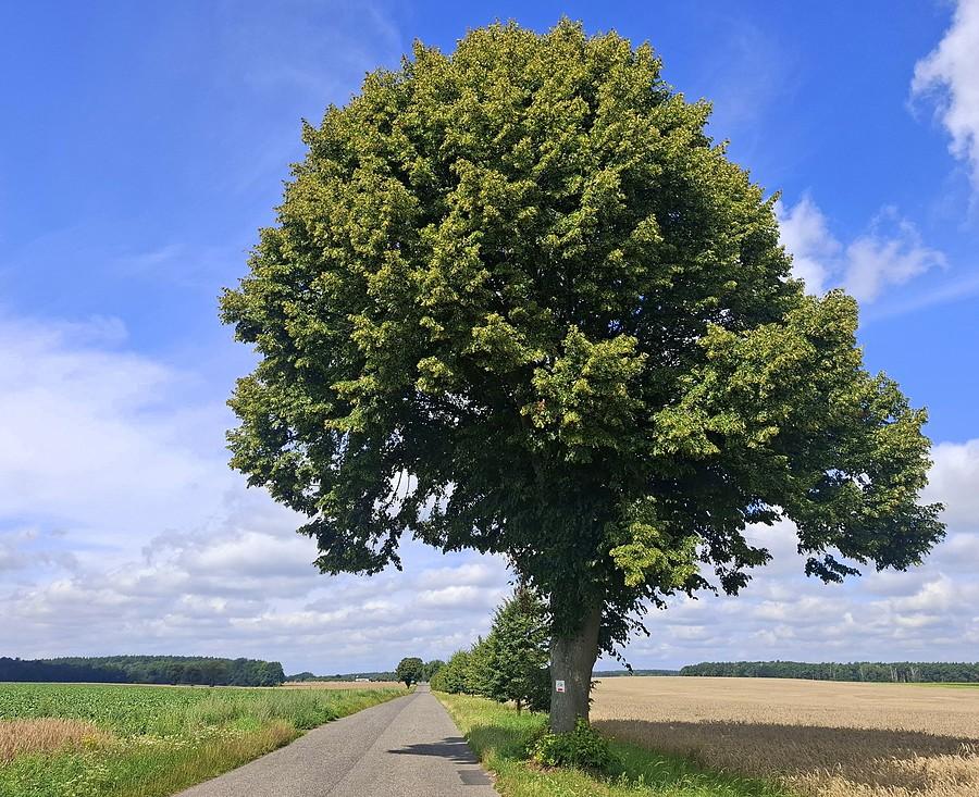 Kultowe drzewo