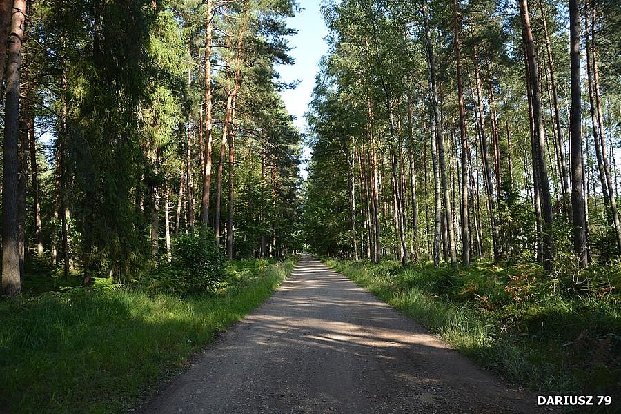 Puszcza Dulowska