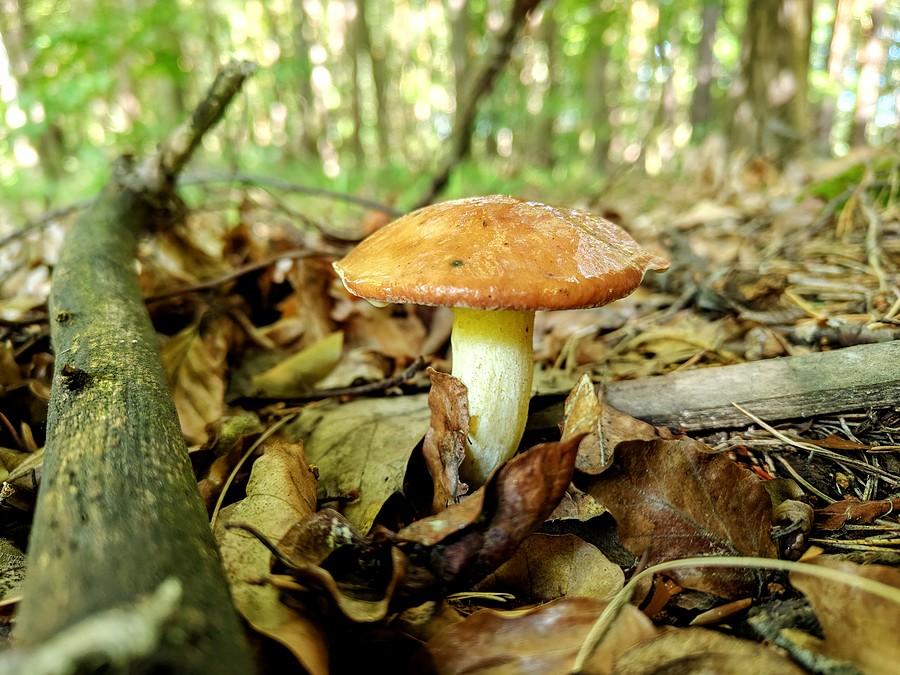 Maślaki napierają co raz śmielej.