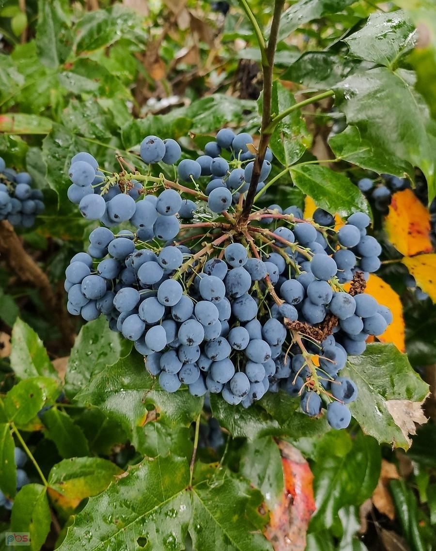 Mahonia gotowa na przetwory
