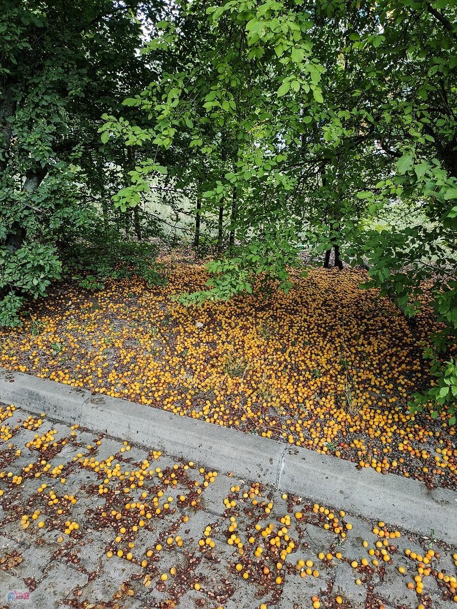 Mirabelki żółte