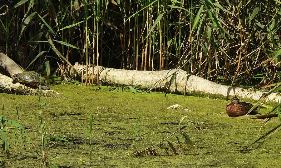 Kaczucha i żółwik na jednym drzewie
