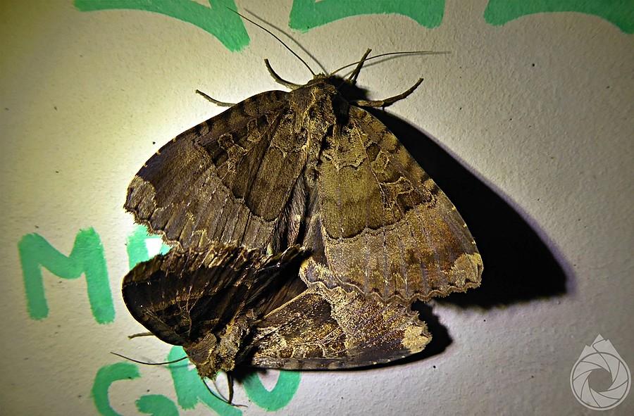 straszki saracenki podmostowe