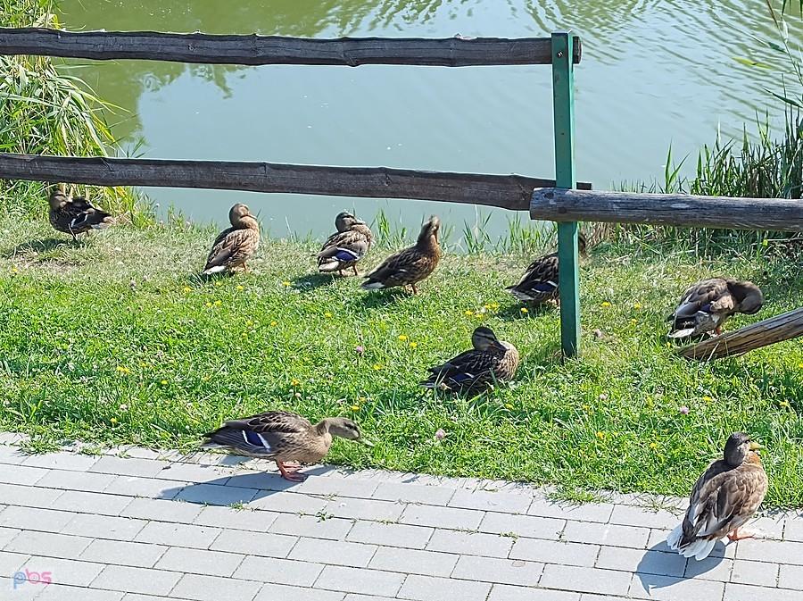Kaczki nad stawem